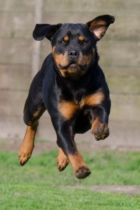 Rottweiler