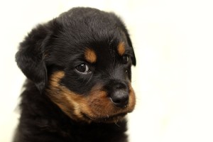 Rottweiler2