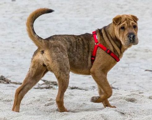 Shar Pei - Haustiere-Lexikon.com