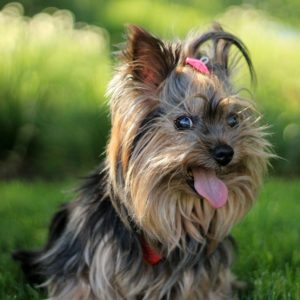 Yorki