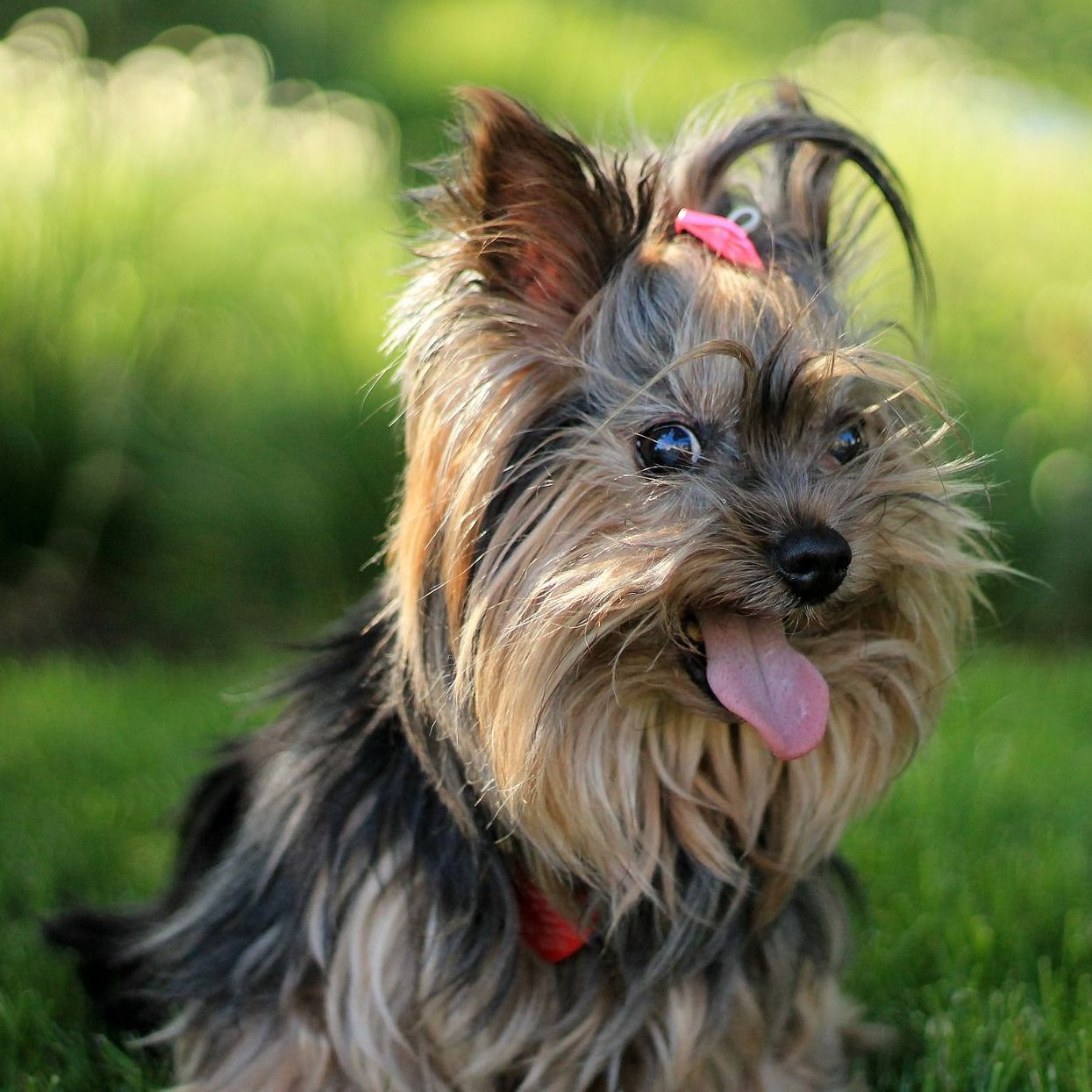 yorkshire-terrier-haustiere-lexikon