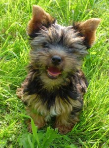 Yorkshire Terrier