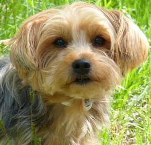Yorkshire Terrier Hund