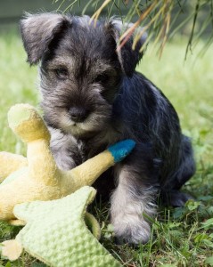Zwergschnauzerwelpe