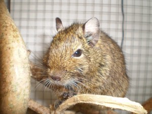Degus vergesellschaften