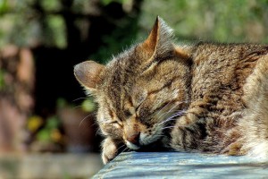 Erbrechen bei Katzen