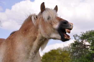 Zahnwechsel beim Pferd