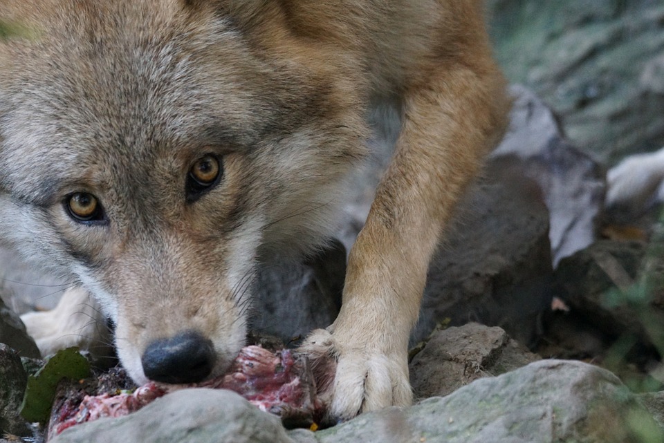 What Fish Husky Dogs Eat What Fish Husky Dogs Eat
