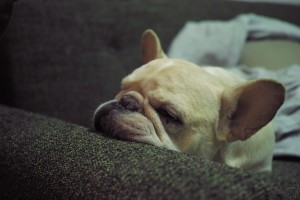 Hund schlaeft viel
