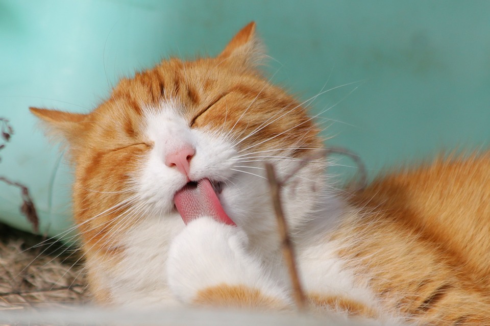 Katze hat kahle Stellen - mögliche Ursachen - Haustiere-Lexikon.com