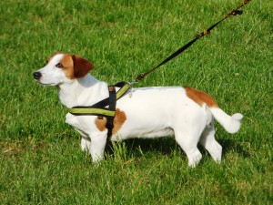 Hund zieht an der Leine