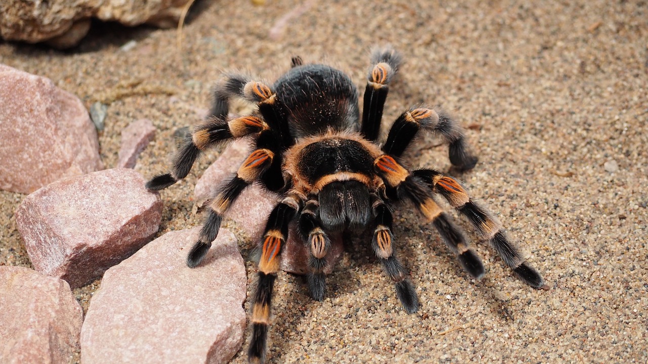 Anfänger Vogelspinne