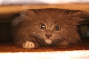 Katzenklo verstecken