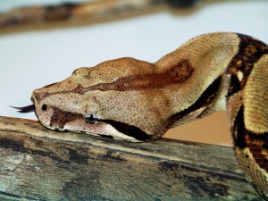 Boa Constrictor