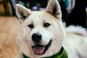 Akita kaufen