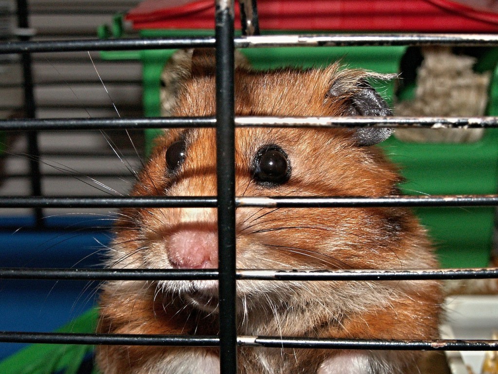 Hamster knabbert an Gitterstaeben