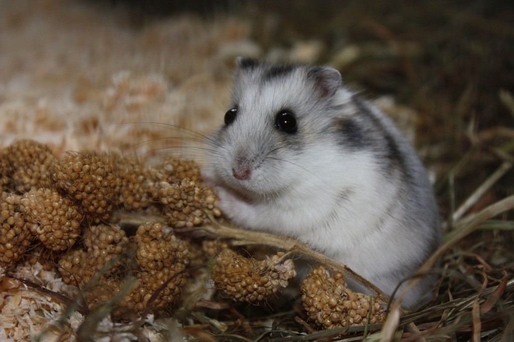 Hamsterkaefig stinkt