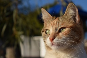 cat-3006129_960_720