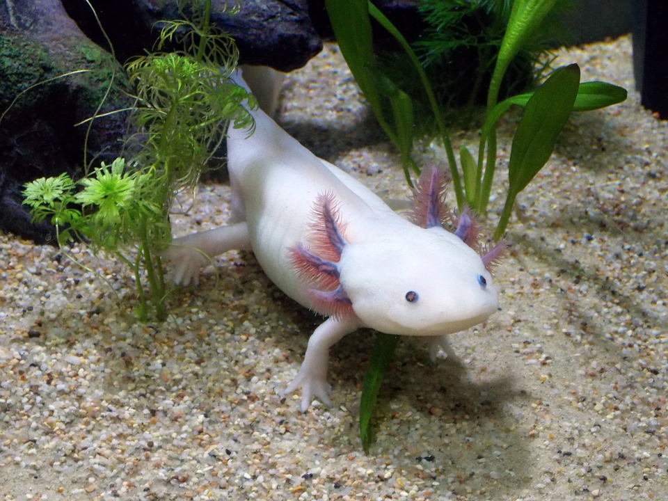 Axolotl Haustier Axolotl Haustier