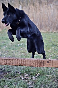 black-german-shepherd-3120383_960_720