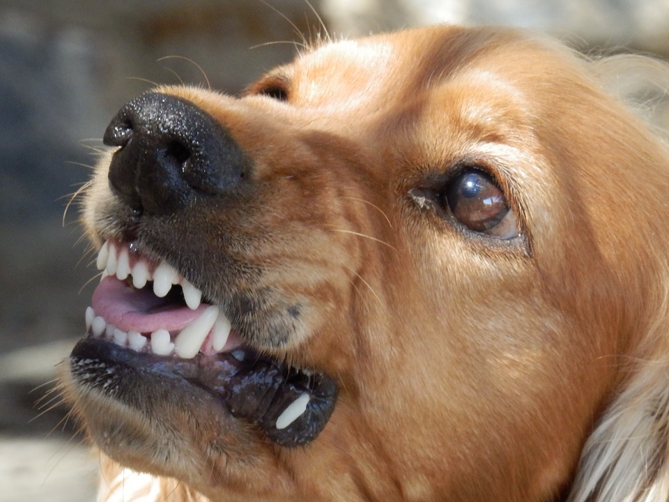 Die Mimik und Gestik von Hunden