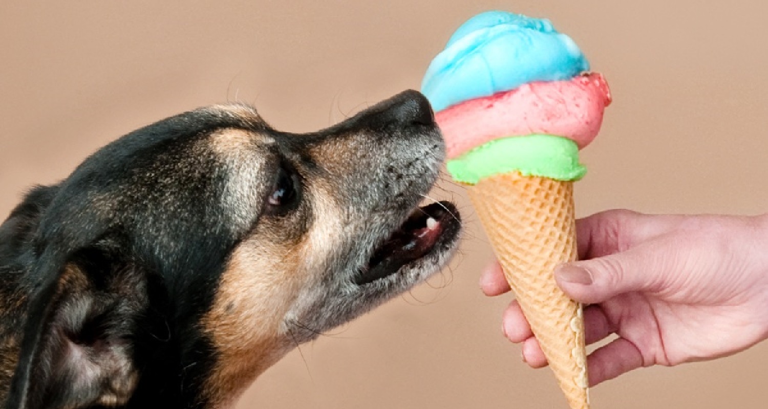 Die Erfrischung für den Hund