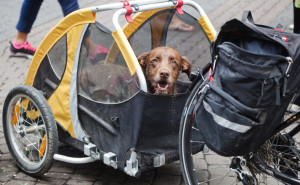 Hund im Fahrradanhnger