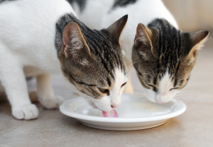 Katzenmilch