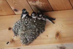01 Beitragsbild