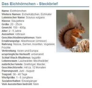 01 Das Eichhörnchen - Steckbrief