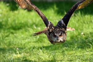 owl-3340957_960_720