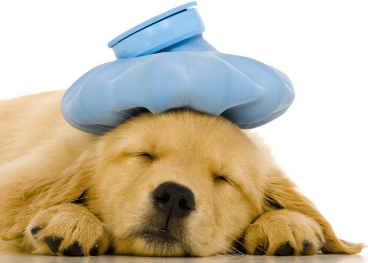 Das kranke Haustier Vorsicht bei Selbstmedikation!!! Haustiere