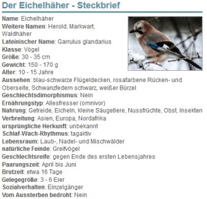 01 Der Eichelhäher - Steckbrief