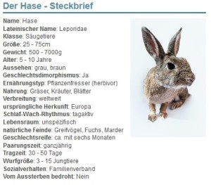 01 Der Hase - Steckbrief