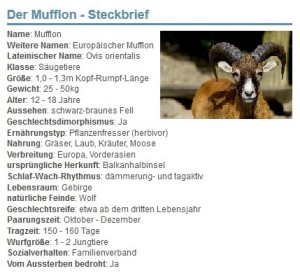 01 Der Mufflon - Steckbrief