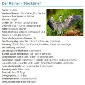 01 Der Reiher - Steckbrief