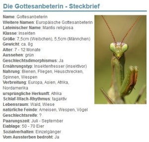 01 Die Gottesanbeterin - Steckbrief