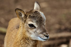 mouflon-3335837_960_720