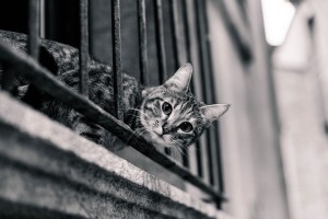 cat-2619631_960_720