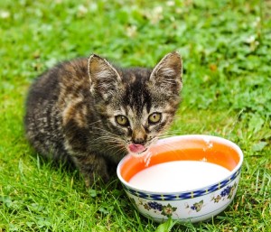 cat-408453_960_720
