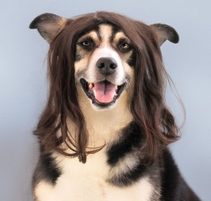 dog-1422857_960_720