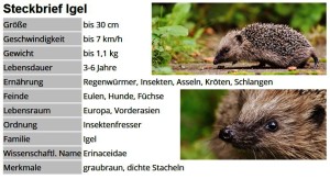 01 Steckbrief