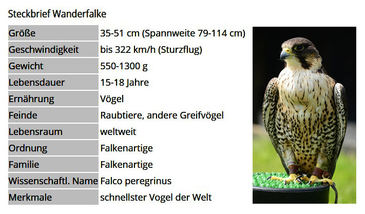 01 Steckbrief - Wanderfalke