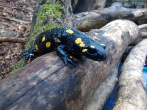 fire-salamander-644130_960_720