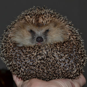 hedgehog-644649_960_720