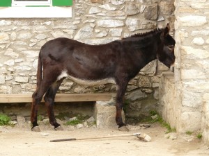 03 Beitargsbild 3