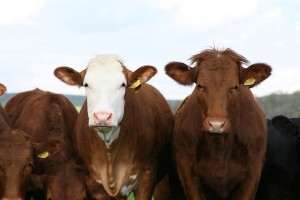 animal-1238273_960_720