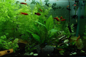 aquarium-323717_960_720