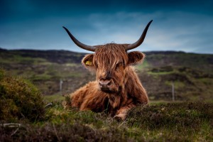 beef-192976_960_720