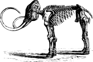 bone-1297206_960_720